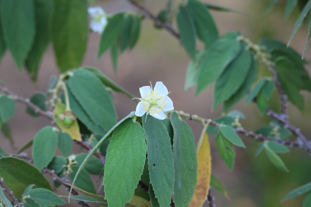 Muntingia calabura L.